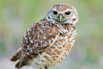 Single Burrowing Owl portrait perched, South West Florida Wildlife, Cape Coral, Royalty free image, Protected Species, Bird of prey, Conservation