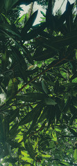 Fototapeta premium green leaves in the mango tree