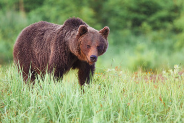 Fototapeta na wymiar Brown bear (lat. ursus arctos) stainding in the forest
