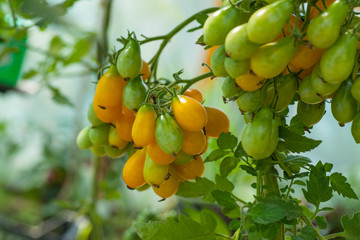 Tomato plants in greenhouse