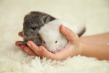 Little fluffy chinchilla in the arms