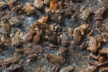 European common brown frog, or European grass frog (Rana temporaria) wild amphibian group and eggs.