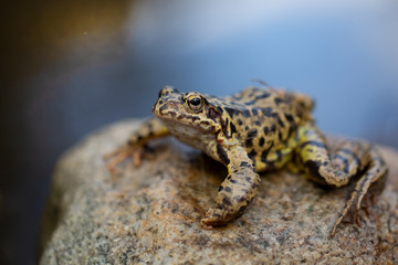 The Common Frog, Rana temporaria also known as the European Common Frog