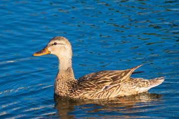 Swimming mother duck, Royalty free stock image, best duck photo, Natural habitat, Bird watching, Wild duck