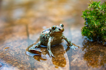 Green frog sitting in water