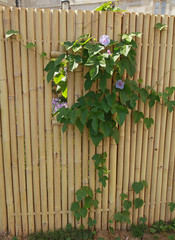 Liseron bleu grimpant sur une clôture en bambou