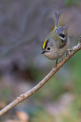 Goldcrest, regulus regulus, golden-crested kinglet. The smallest bird in Eurasia