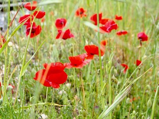 coquelicots rouges dans un champ