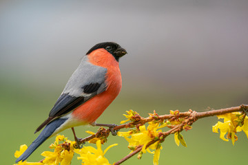 Bullfinch (Pyrrhula pyrrhula) on a blossoming branch. Slovakia