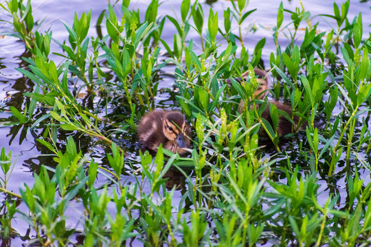 Ducklings Swimming, Bird watching natural habitat, Royalty free stock image, Spring chicks, Best duck photos