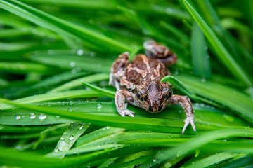 Brown frog sits on green leaf