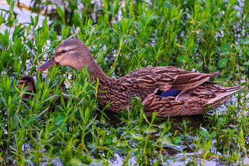 Mother duck with ducklings Swimming, Mother duck with young, Bird watching natural habitat, Royalty free stock image, Spring chicks, Best duck photos
