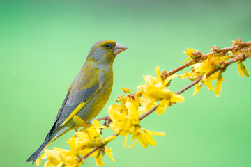 Eurasian greenfinch (Chloris chloris) on a blossoming branch