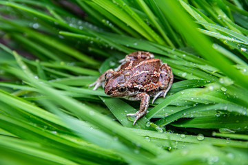 Brown frog sits on green leaf