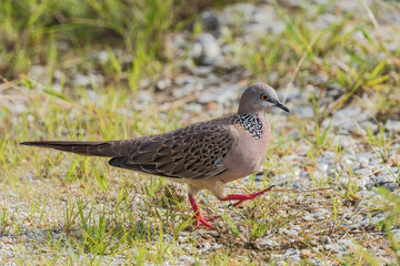 Spotted Dove - Spilopelia chinensis, common beautiful dove from Southeast Asian forests and gardens, Pangkor, Malaysia.