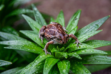 Brown frog sits on green leaf