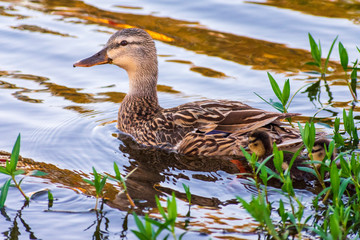 Mother duck swimming with ducklings, Waterfowl, Multiple offspring, Beauty in nature, Selective color orange, color toning, Royalty free stock image