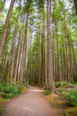 Canadian forest on Vancouver Island Canada