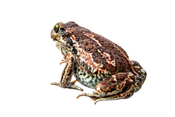 Fototapeta premium A brown frog sits. Isolated.