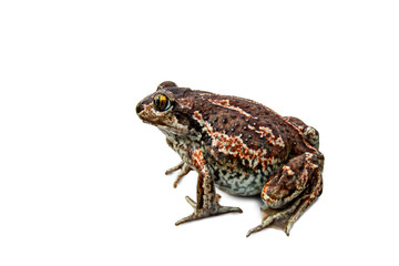 A brown frog sits. Isolated.