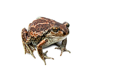 A brown frog sits. Isolated.