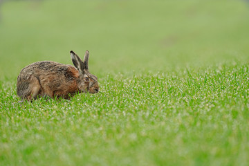 Wild brown hare with big ears sitting in a grass