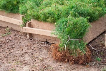 Tree seedlings are prepared for planting a forest. Green pine seedlings lie on the ground and in...