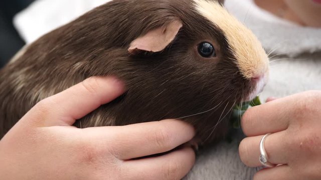 A guinea pig eating cabbage