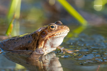 The Common Frog, Rana temporaria also known as the European Common Frog