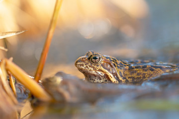 The Common Frog, Rana temporaria also known as the European Common Frog