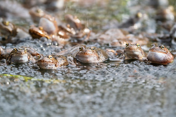 European common brown frog, or European grass frog (Rana temporaria) wild amphibian group and eggs.