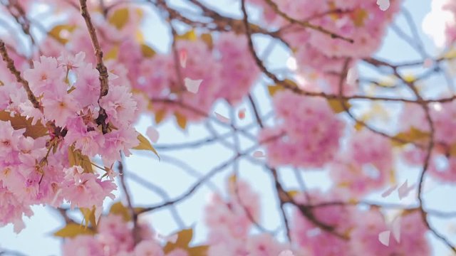 Spring pink sakura flower blossom, petals flying