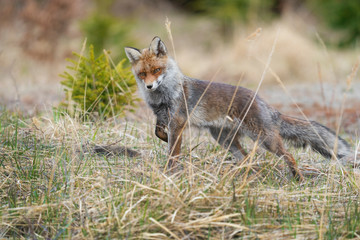 Mammals - Red Fox (Vulpes vulpes), looking for something to eat.