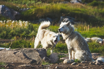 Wilder Hunderudel auf Grönland
