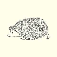 Hedgehog sketch drawing isolated on white background, hedgehog, vector sketch illustration