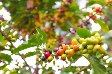 Details of green and ripe Brazilian coffee beans