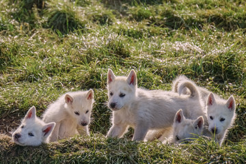 Welpenrudel auf Grönland © evefie