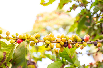 Details of green and ripe Brazilian coffee beans