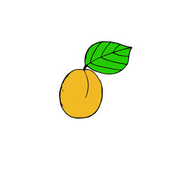 Apricot with leaf, vector illustration,  hand drawing, colored