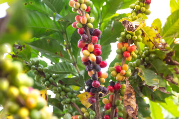 Details of green and ripe Brazilian coffee beans
