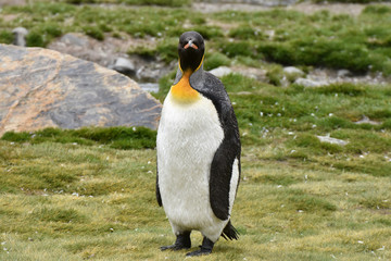 King penguin at Fortuna Bay, South Georgia Island