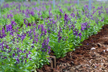 Chopped coconut peel dry for purple flower is beautiful perspective