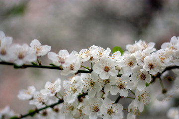 Natural floral background. Cherry flowers close-up. White flowers of a cherry on a spring day in soft focus. Tender floral spring background. Flowers of an Cherry tree in the spring in the garden.