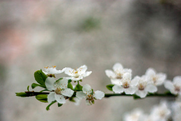 Natural floral background. Cherry flowers close-up. White flowers of a cherry on a spring day in soft focus. Tender floral spring background. Flowers of an Cherry tree in the spring in the garden.