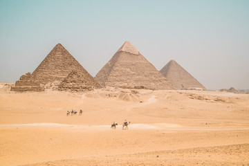 Fototapeta na wymiar camels walking along the pyramids of giza