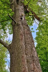 Obraz premium Majestic Linden Tree Trunk Viewed from Below Against Green Summer Canopy