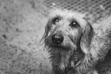 an adopted dog in the yard in black and white