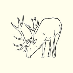 Hand drawn. forest deer, vector sketch illustration