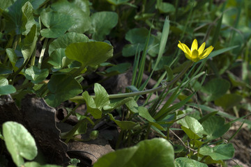 Obraz na płótnie Canvas Yellow flower in fresh green grass