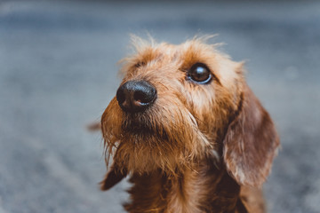 a head of a smart dachshund dog close up on blurred background
